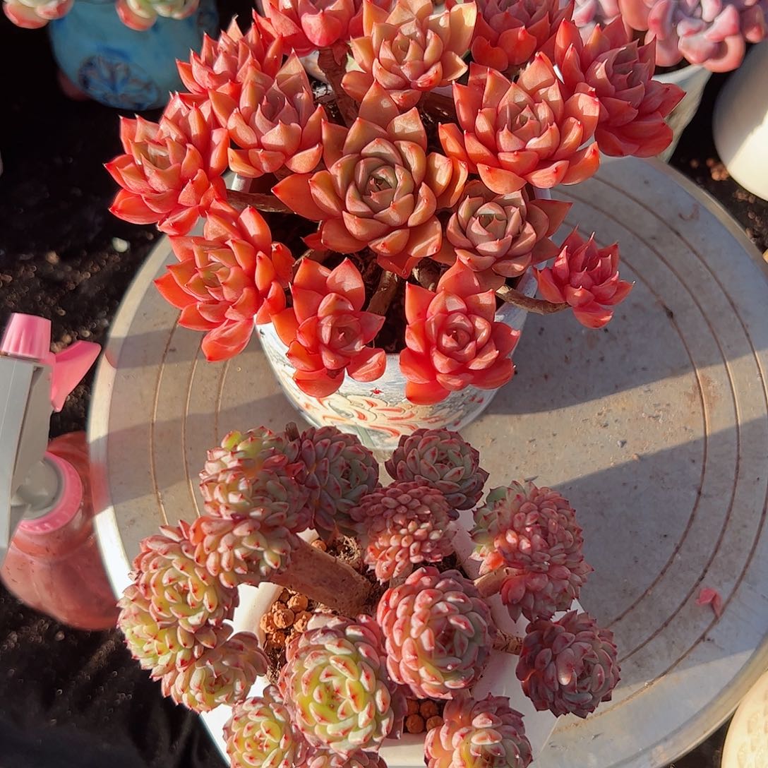 然然精品多肉两颗