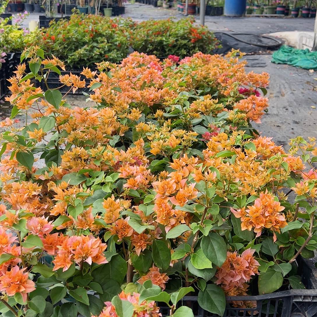 大部分花苞少量开放重瓣类掌中宝一棵