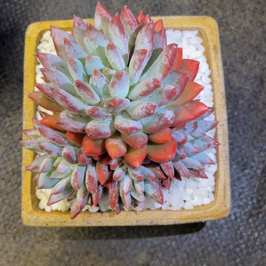 芜***.多肉植物盆栽植物