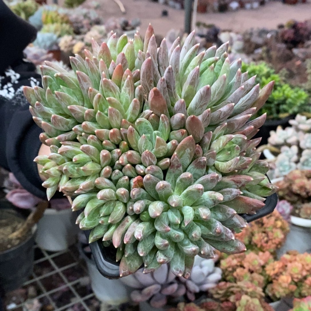 炫彩星多头群生带盆土