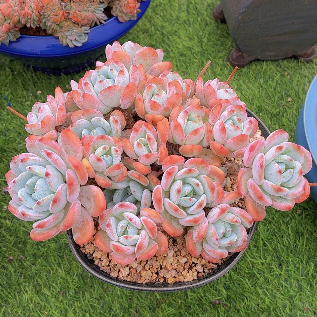 韩版冷香精品多肉