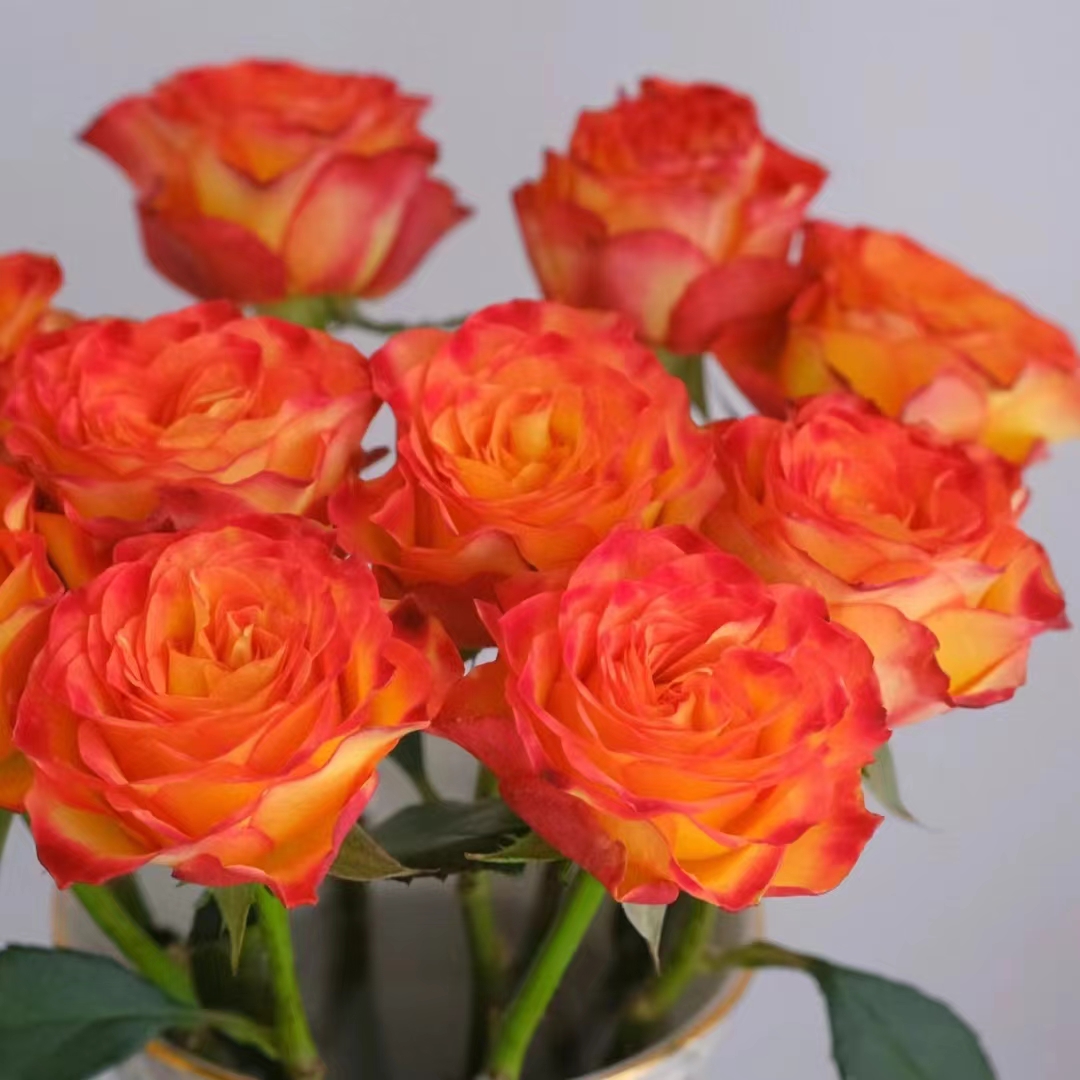 火焰玫瑰18支+2支防损 拍1单发中通2单升级快递