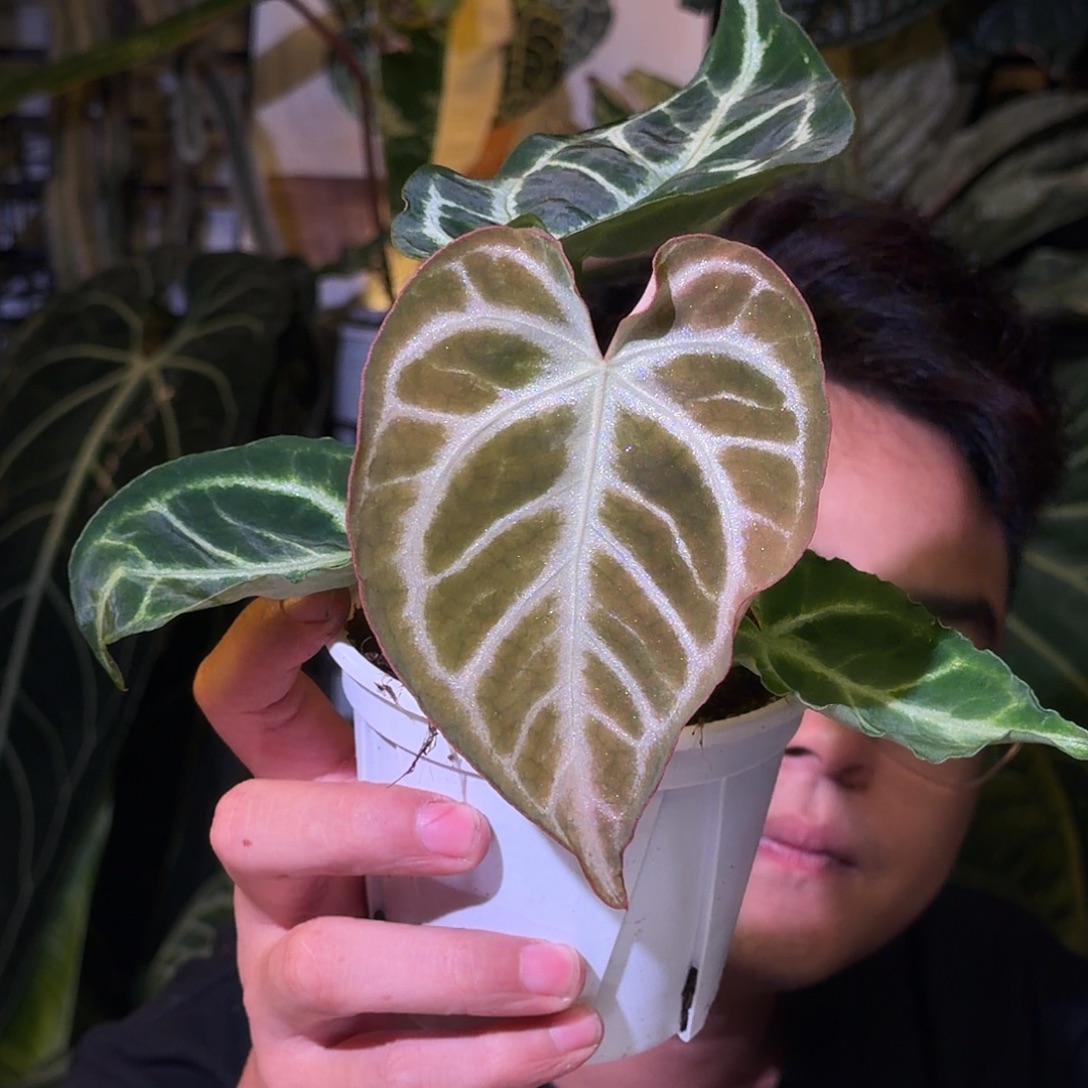 完全开放N105银虎杂铜锣烧