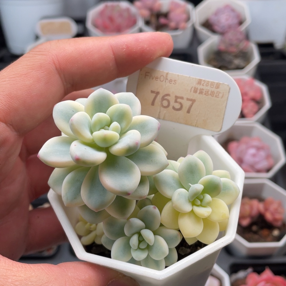 劳尔锦7657-7厘米
