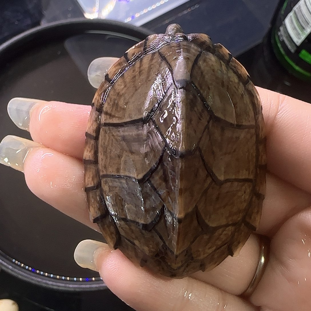 蛋龟不分公母剃刀乌龟