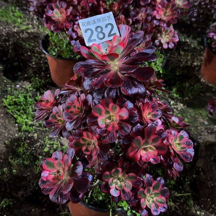 红陶香奈尔2820000