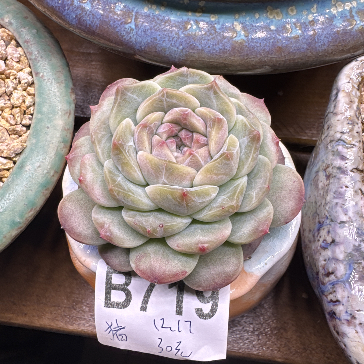 B719，猪猪多肉植物绿琥珀