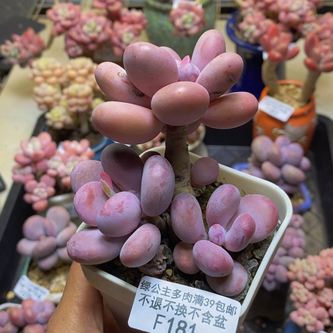 181彩虹奶多肉7c m