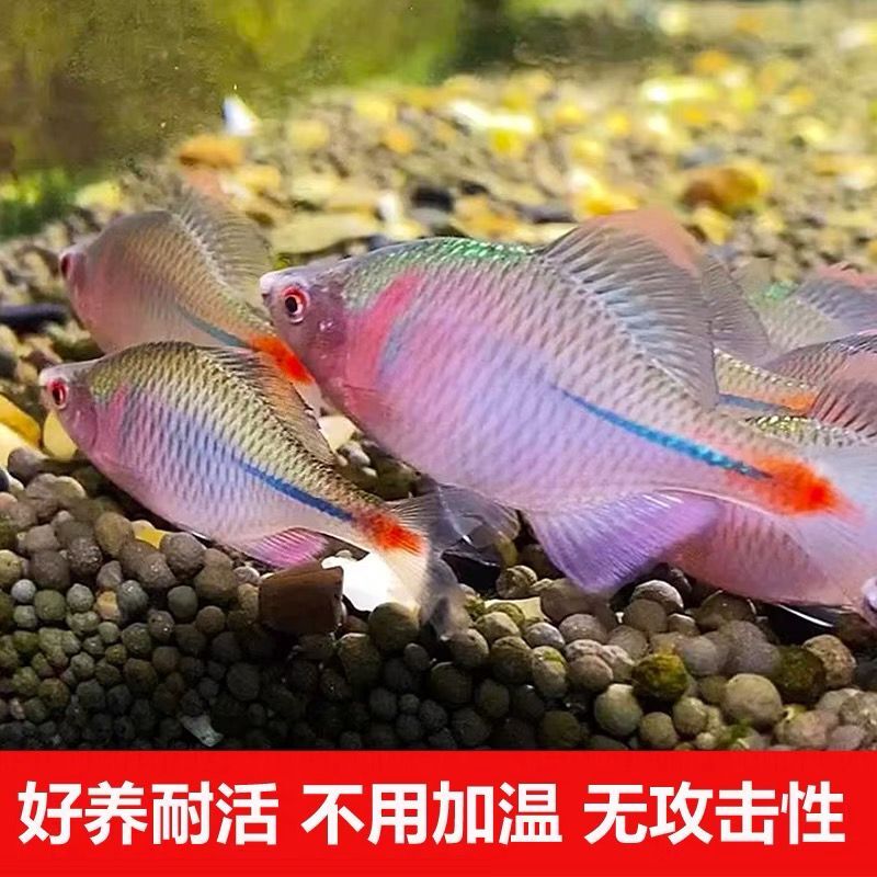 七彩鳑鲏鱼冷水鱼淡水鱼观赏鱼好养耐活可除藻除油膜