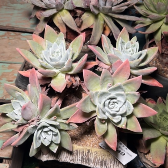 原始大脸苹果叶～一物一拍7849