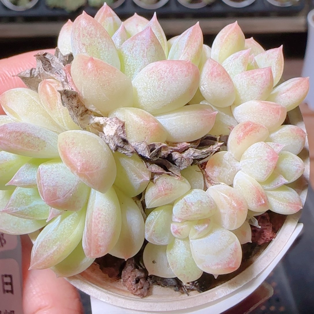 花语逸镜1102-16白桃