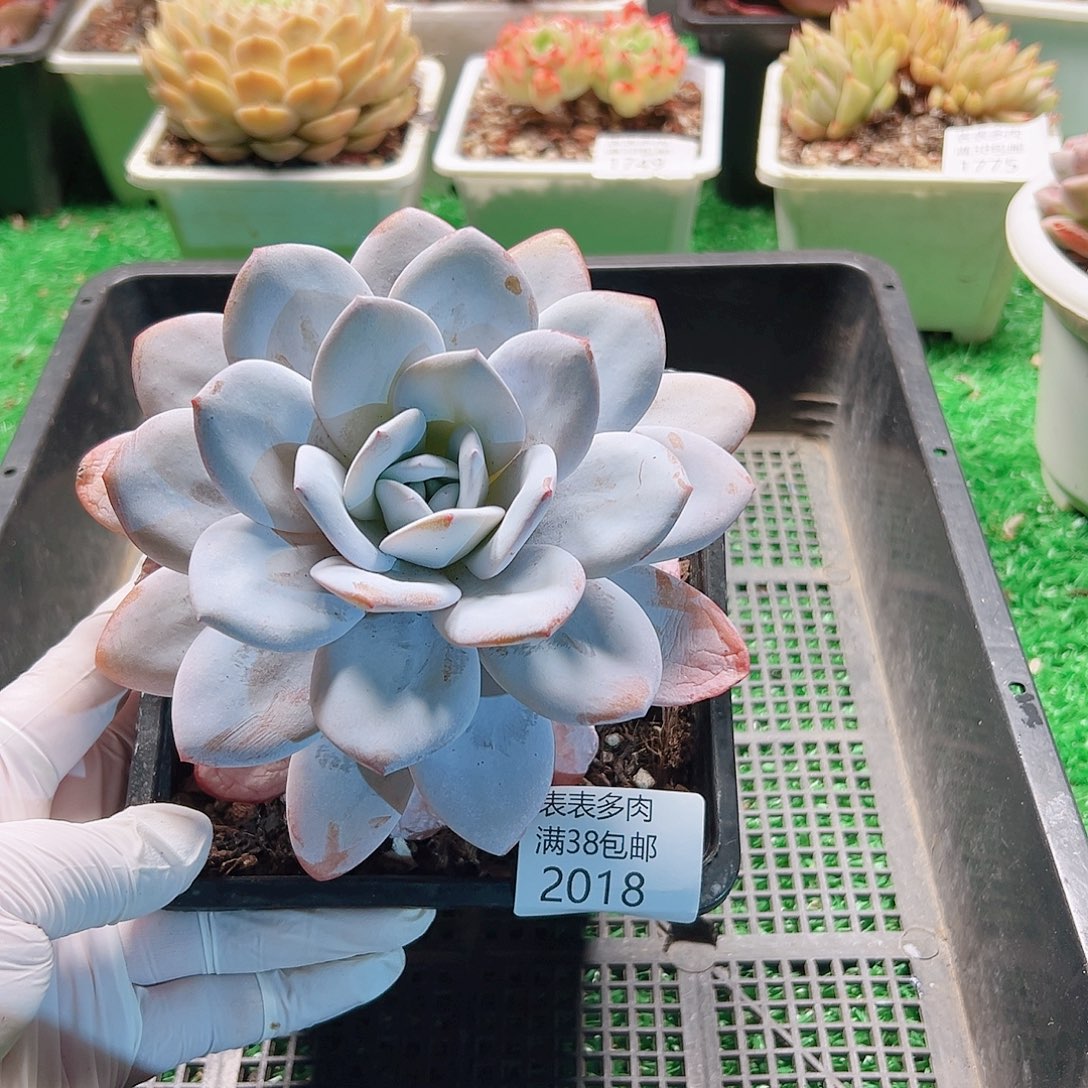 多肉一物一拍植物2018
