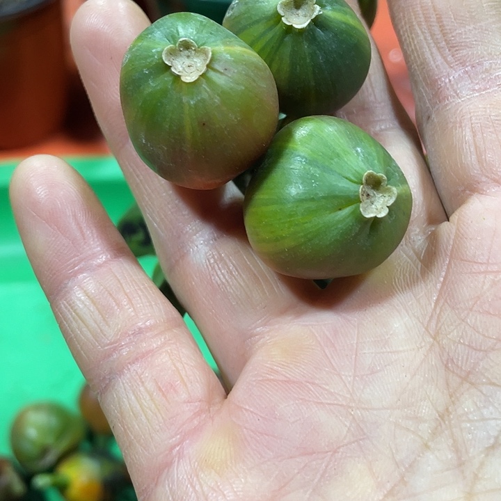 j***g完全开放君子兰四季开花稀释甲醛