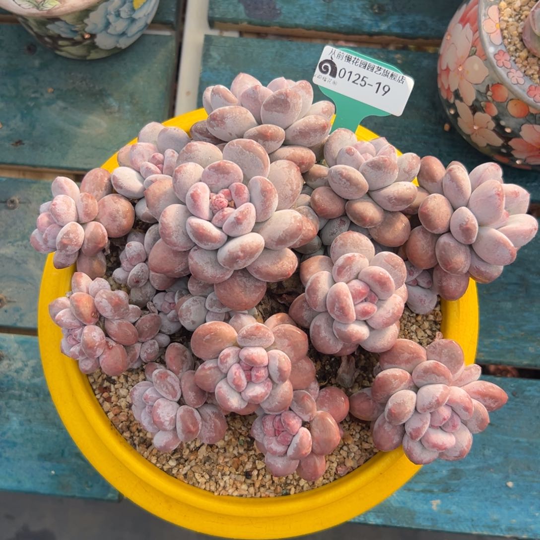 多肉一物一拍0125-19