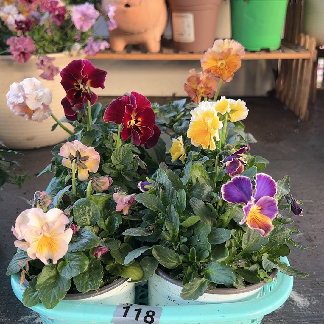 【闪购商品】118号