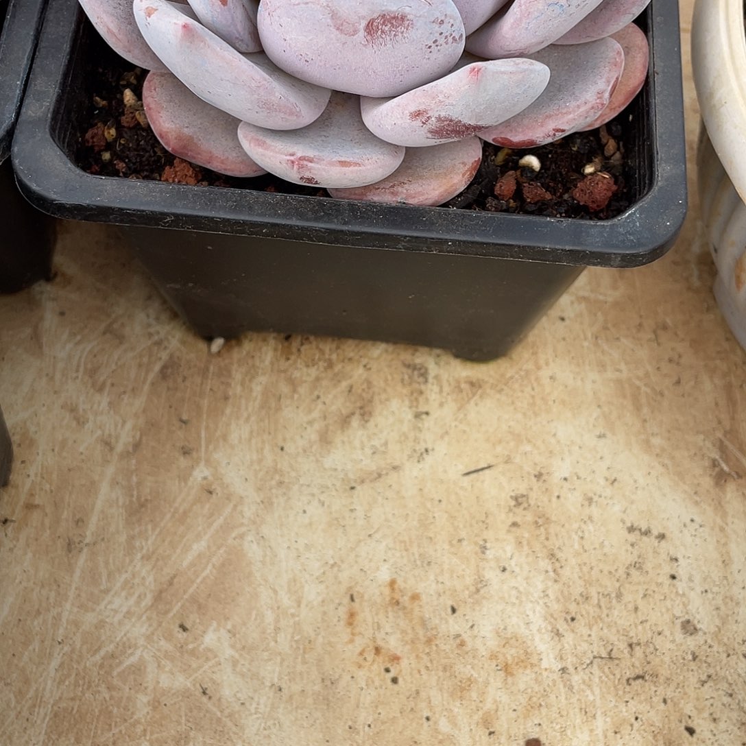 d***q多肉植物福力链接