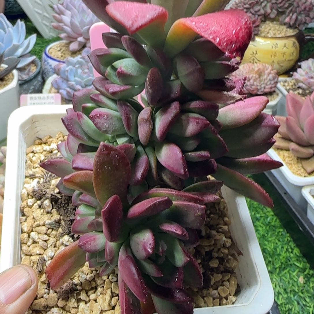 锦安多肉植物编号205