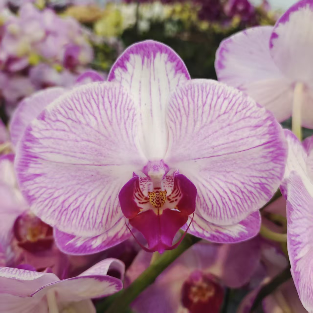 蝴蝶兰【水蜜桃】中大花型  带花发货 粉色浪漫 高端花卉