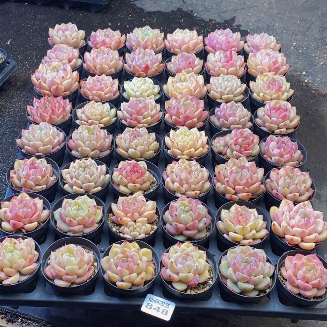 一***.848多肉植物保护研究所所长