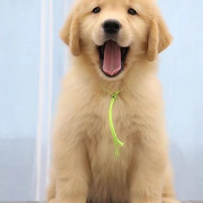 金毛金毛犬幼犬枫叶宠物狗沙滩骨架活物血统高智商狗狗导盲犬看家