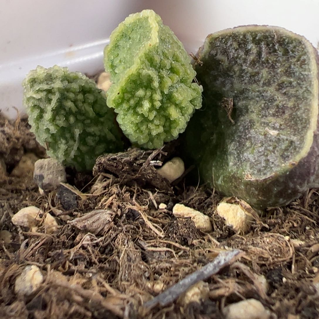 实生新品多肉植物水泡