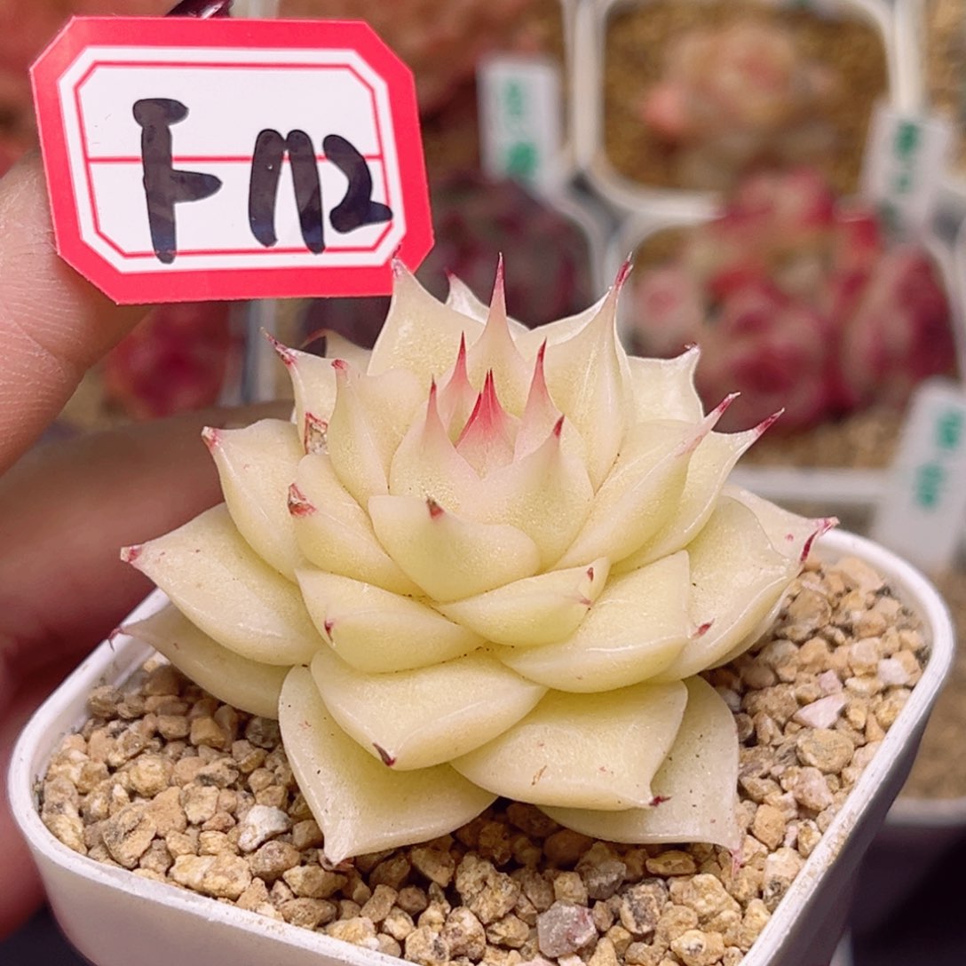 F112一物一拍 摩天翘