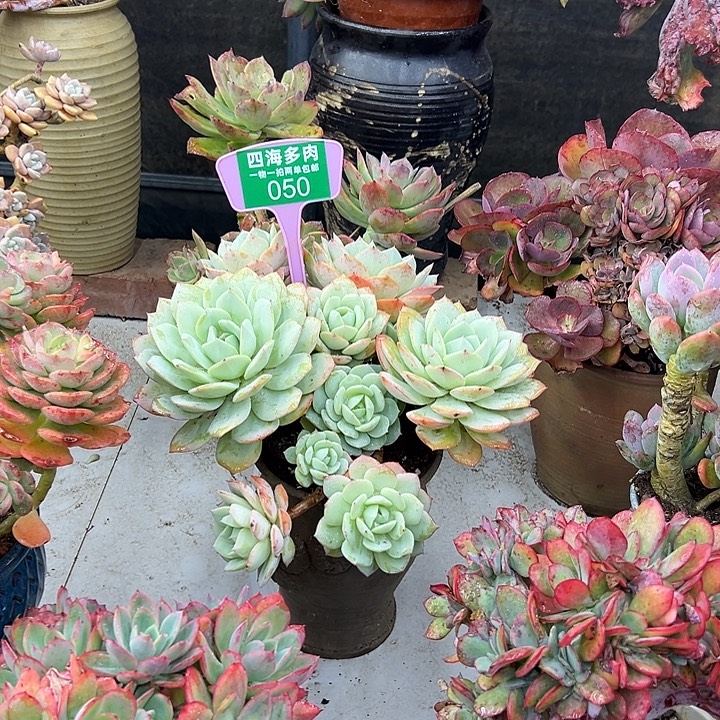 心***印恋曲多肉植物提取050