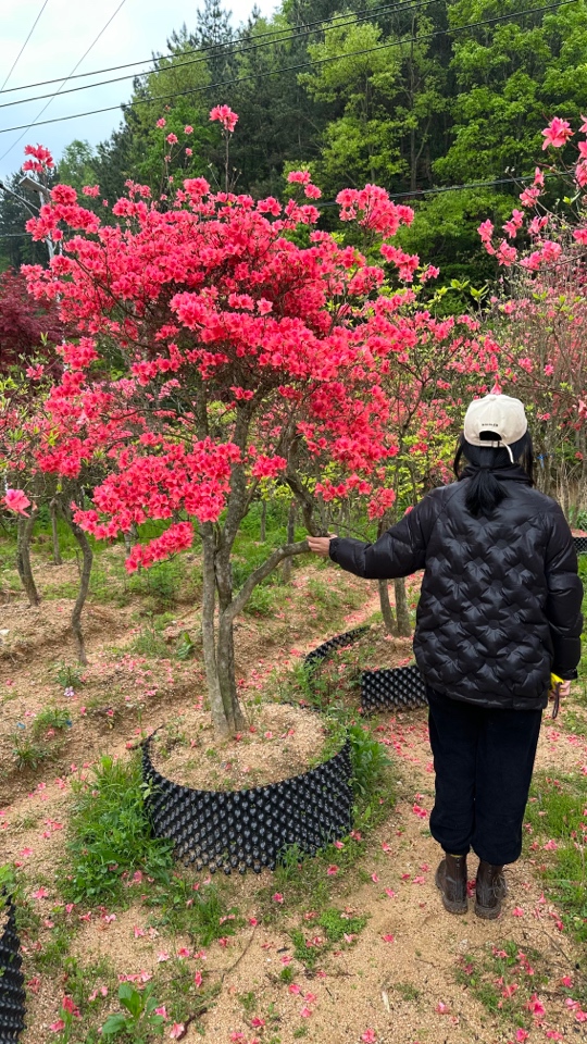 年功货映山红红花大地景盆景地景别墅庭院园林