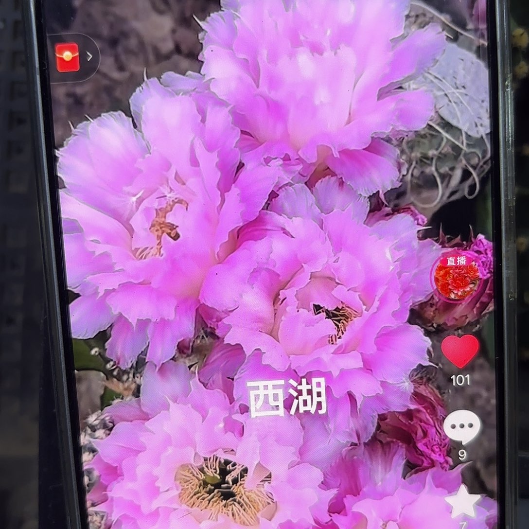 新粉洛4-5公分彩侧牙20包邮39
