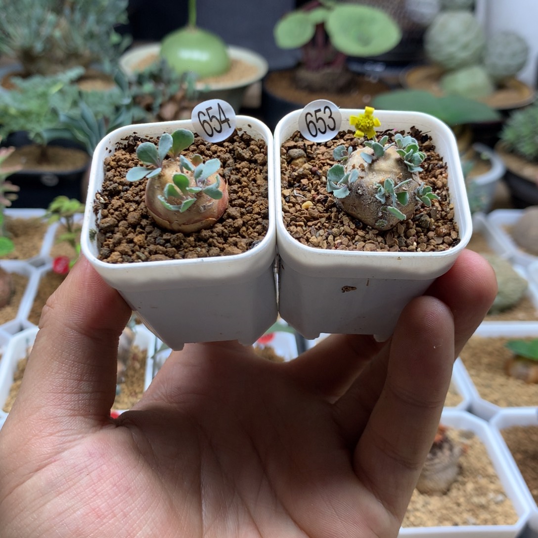 园艺格加厚敦菊母本多肉带盆