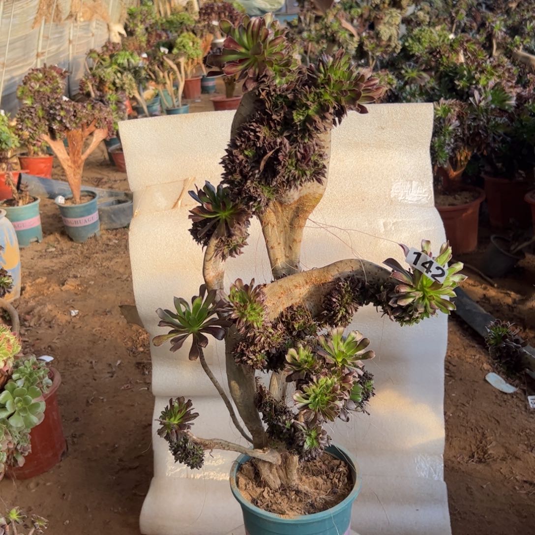 微瑕疵黑缀142高度53厘米