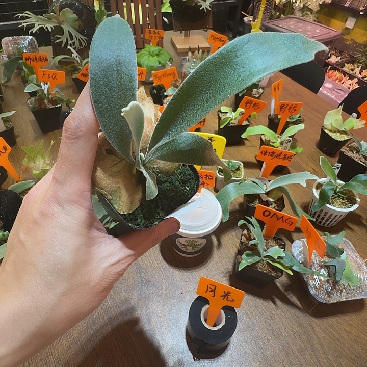 无花朵鹿野直播间竞拍月光