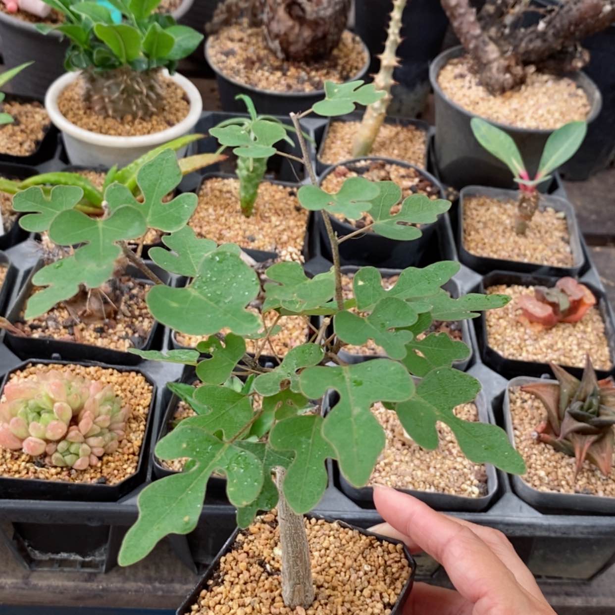 【闪购商品】鳄鱼腺蔓