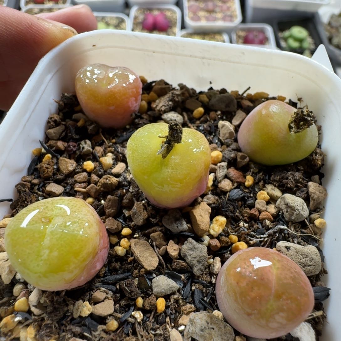 2898。一盒翠光玉