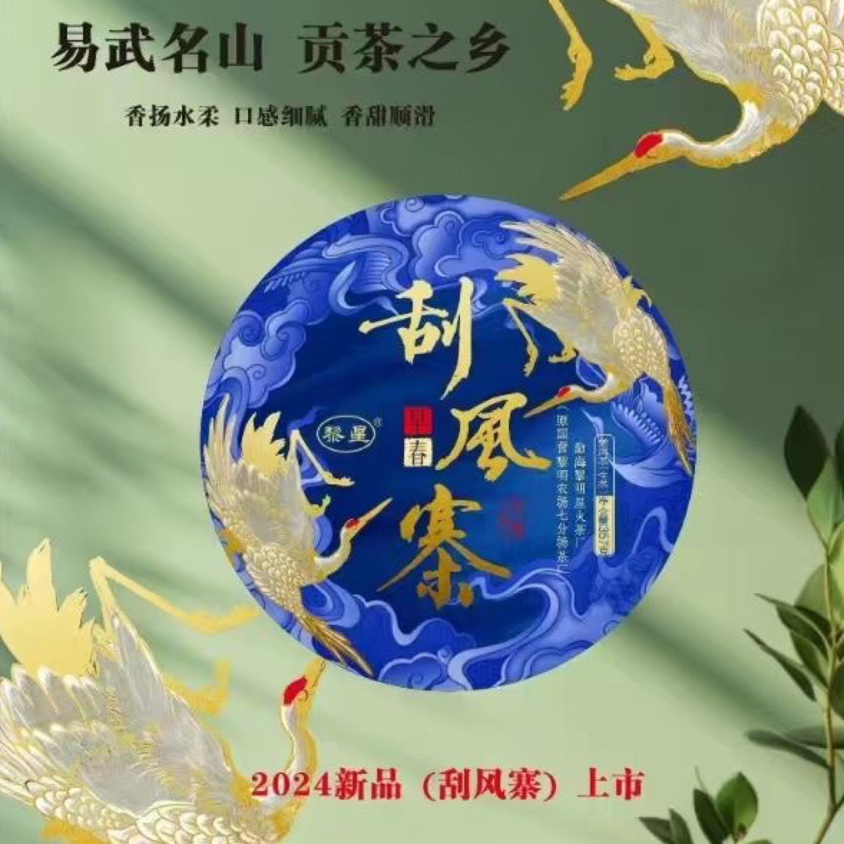 2024 年易武刮风寨生茶 香气高扬 入口鲜爽甘醇 回甘生津持久