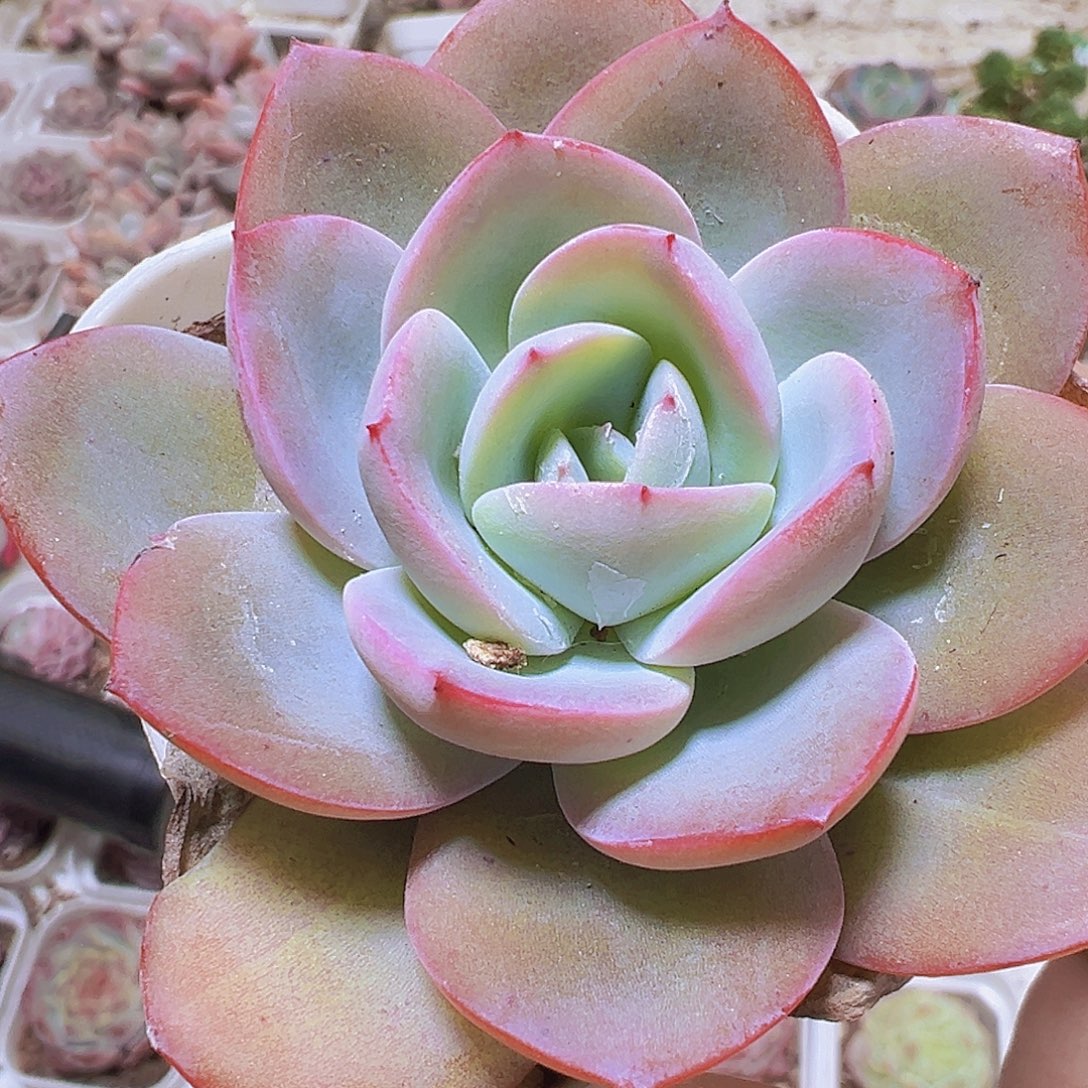 布鲁兰19包邮也哦肉植物