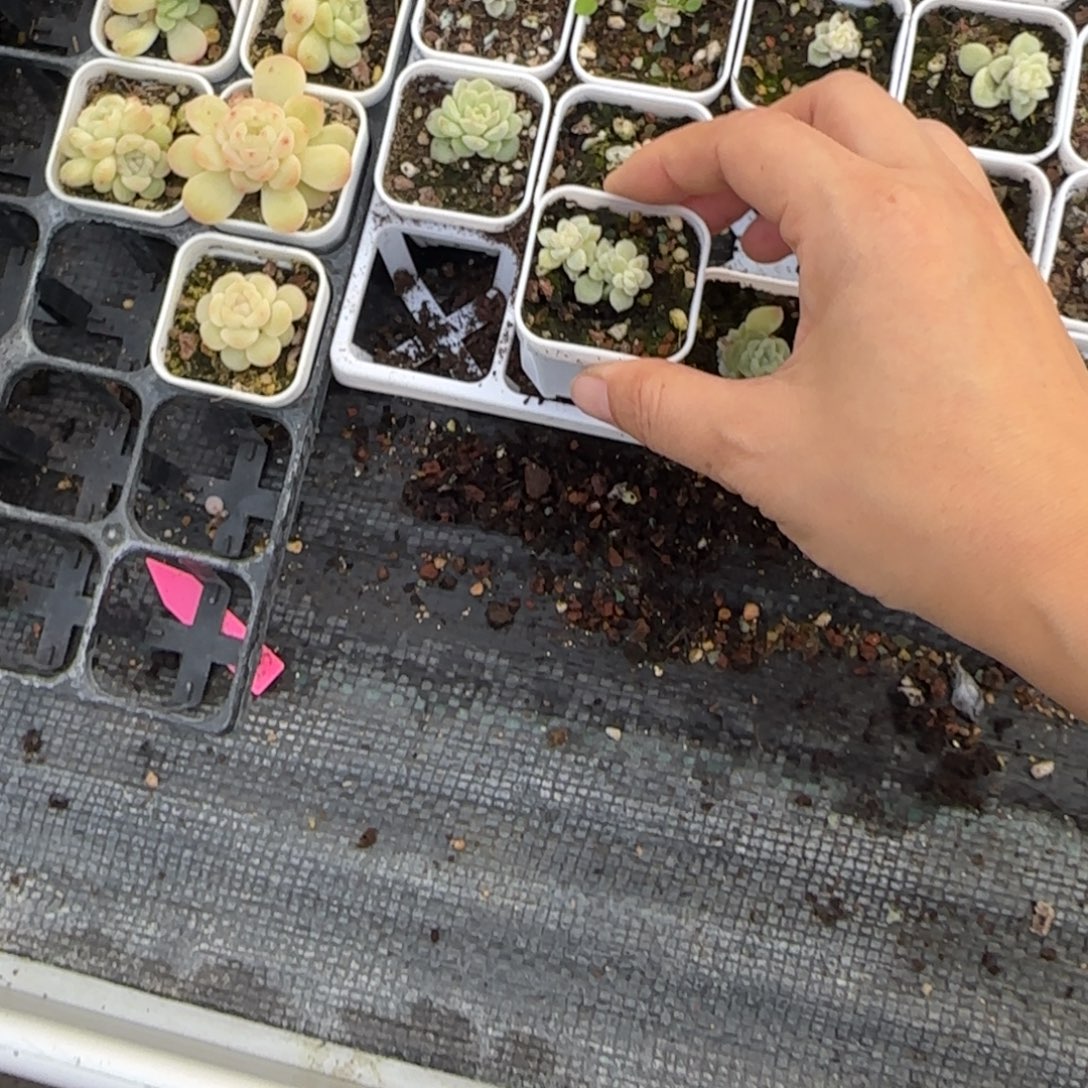 *****C13三头盆一个3床满25包邮