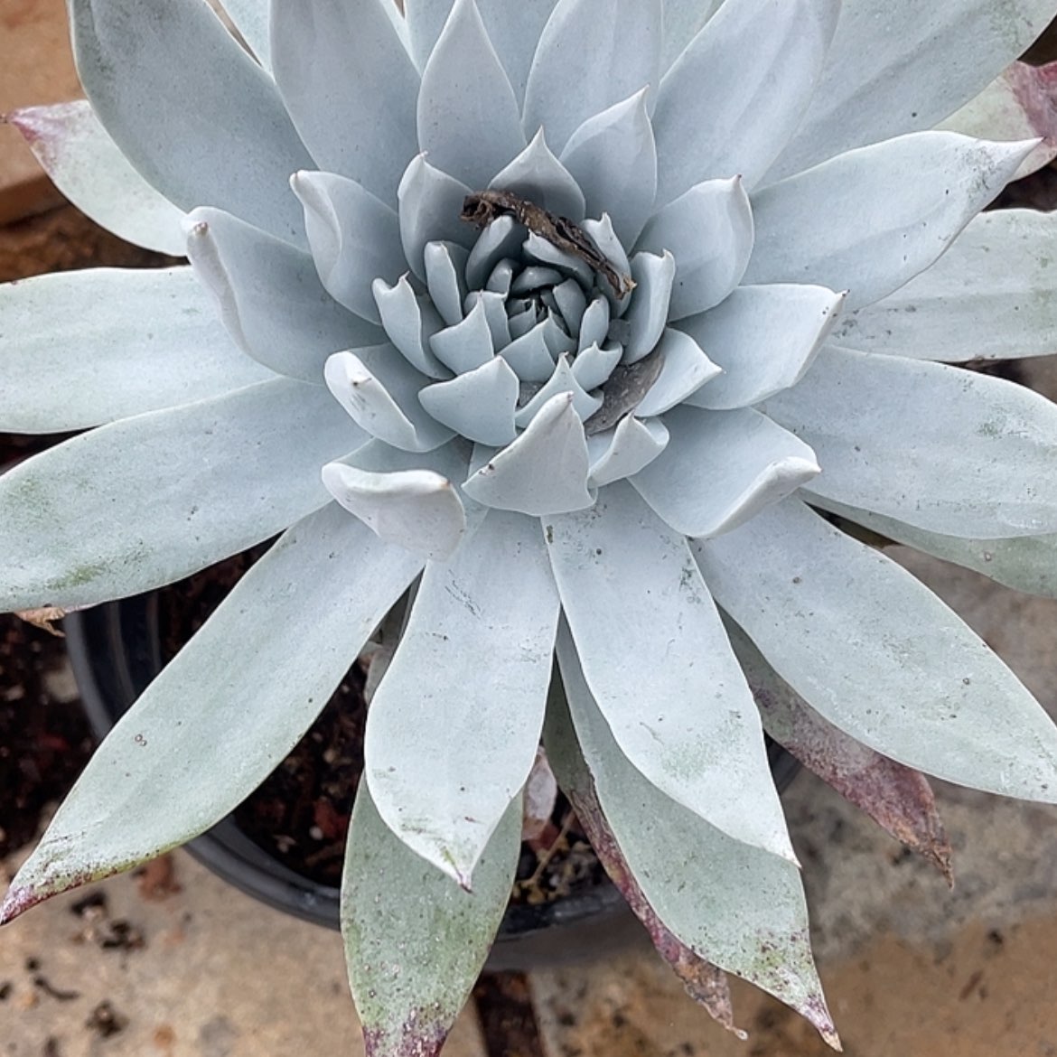 【闪购商品】超级大粗腿