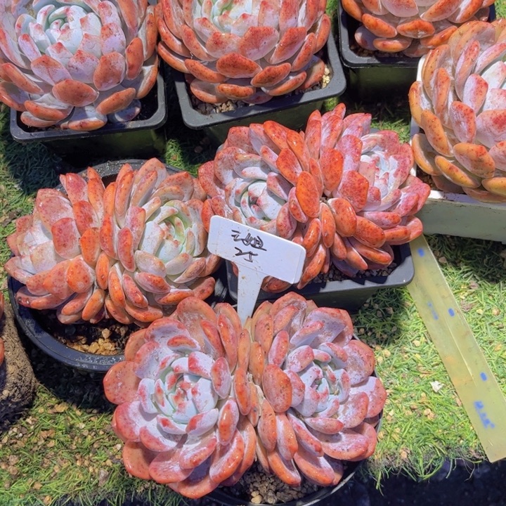 橙梦露双头多肉植物