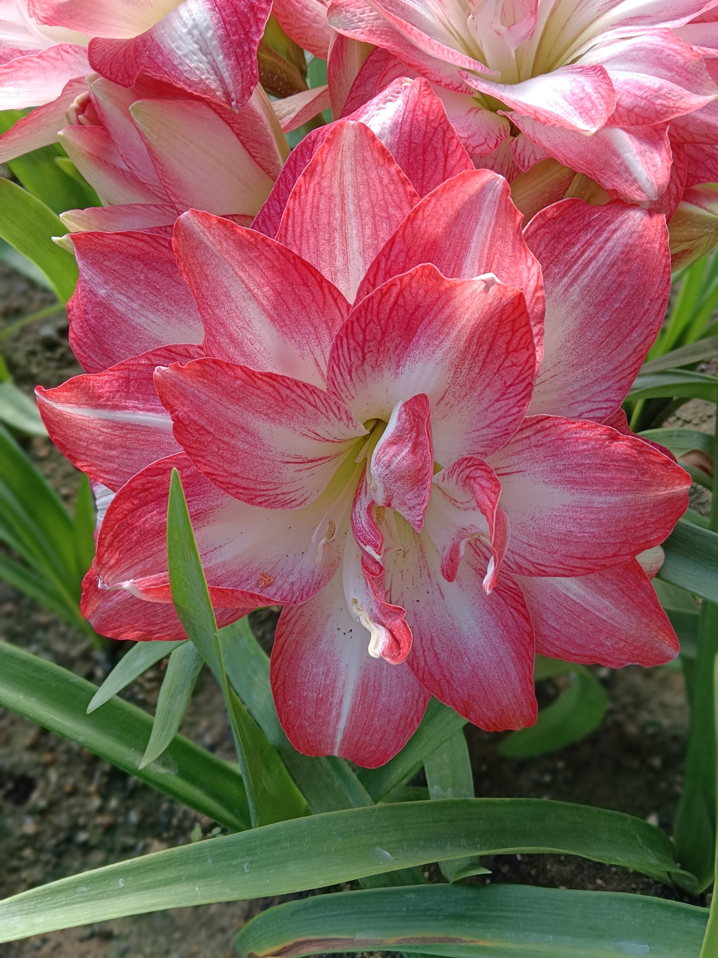 朱顶红小露露三胞胎
