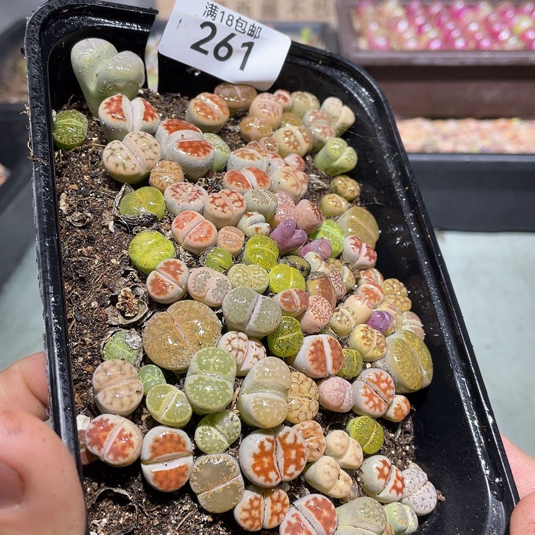 261当天凑满十八元包邮生石花