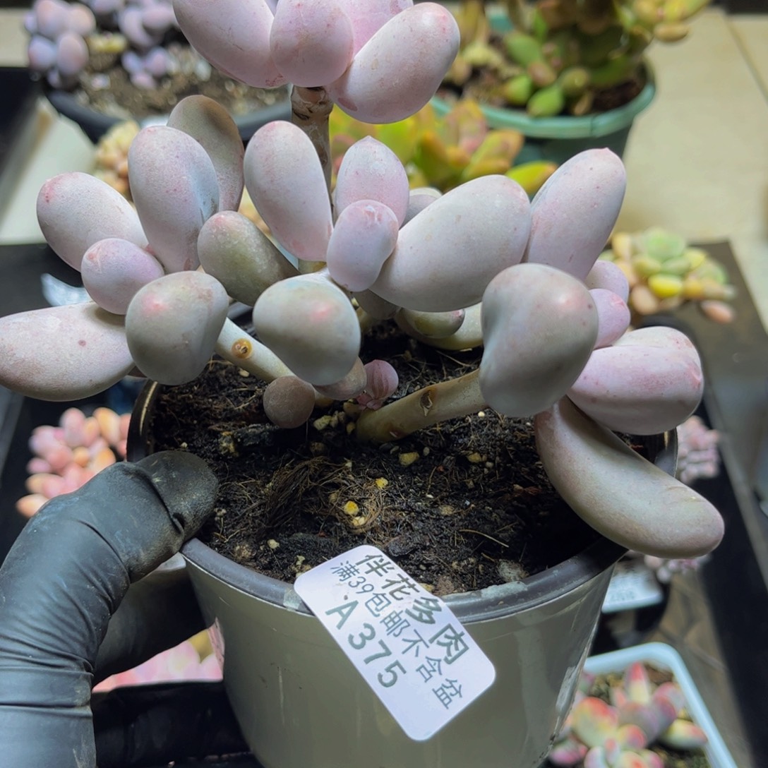 375米可奶酪13厘米多肉