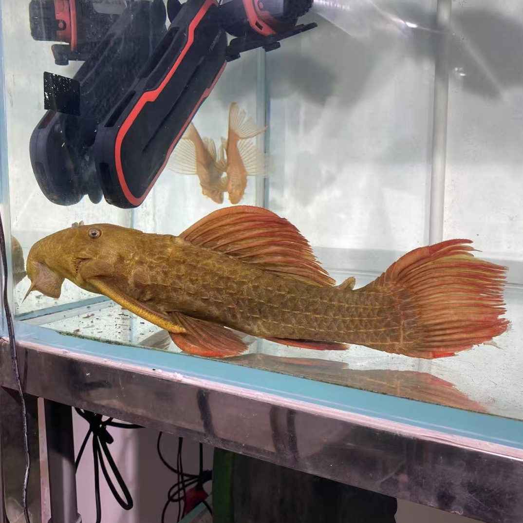 L24绿衫红箭尾尺寸39cm