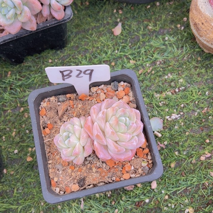 健健康康平平安安