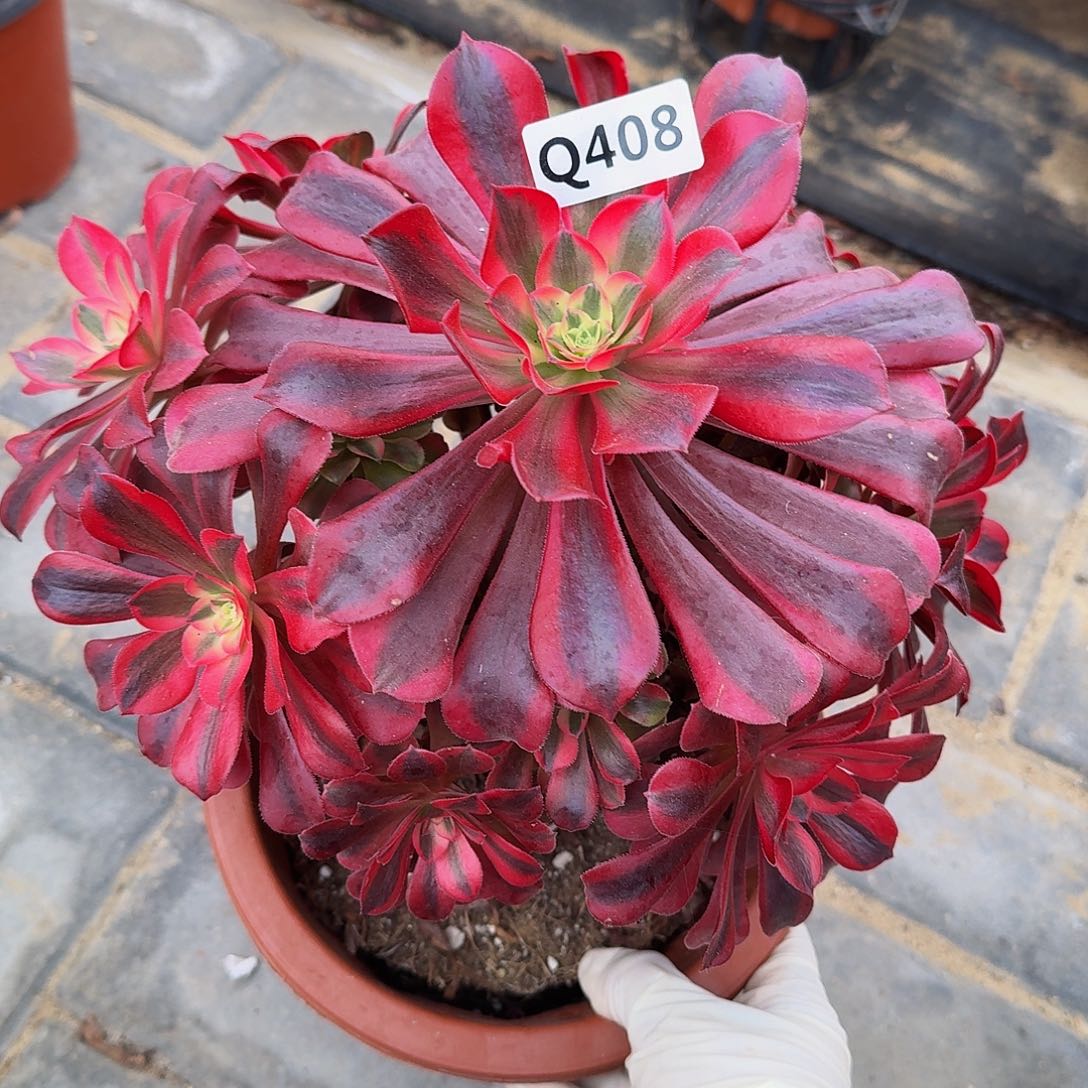 408美杜莎44guanfu24左右躺装