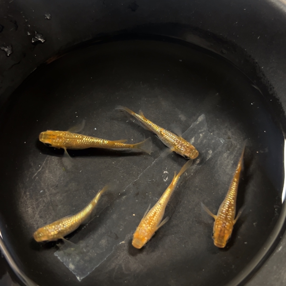 海水鱼东借西凑和选举嘻嘻