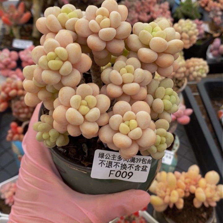 洛可可老桩9cm009多肉植物