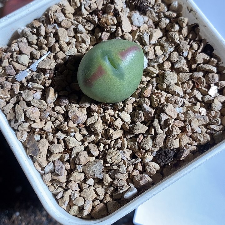 27313。  大桃割娘杂交一颗。 