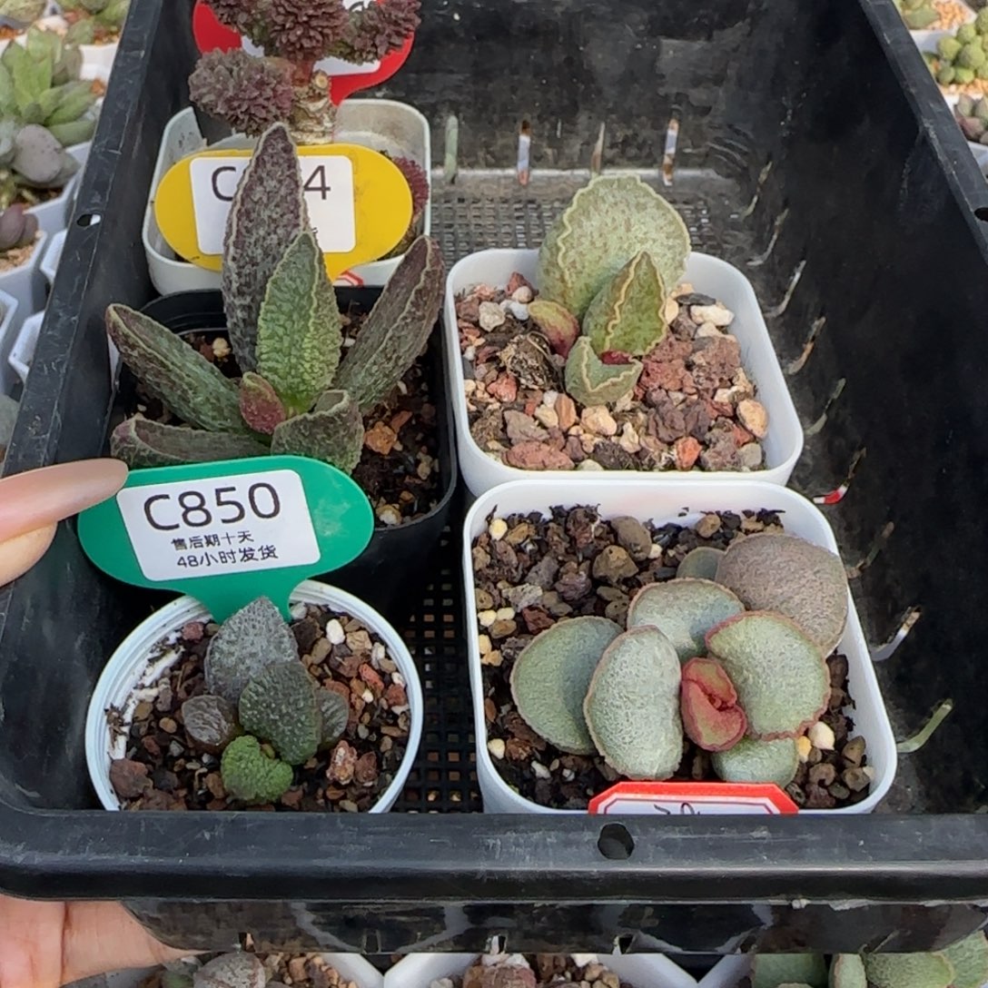 小***子多肉，抵扣200636 894 850 832 824