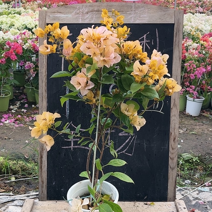 完全开放三角梅黄女郎